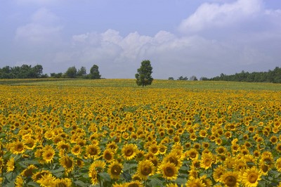 _MG_9252.JPG